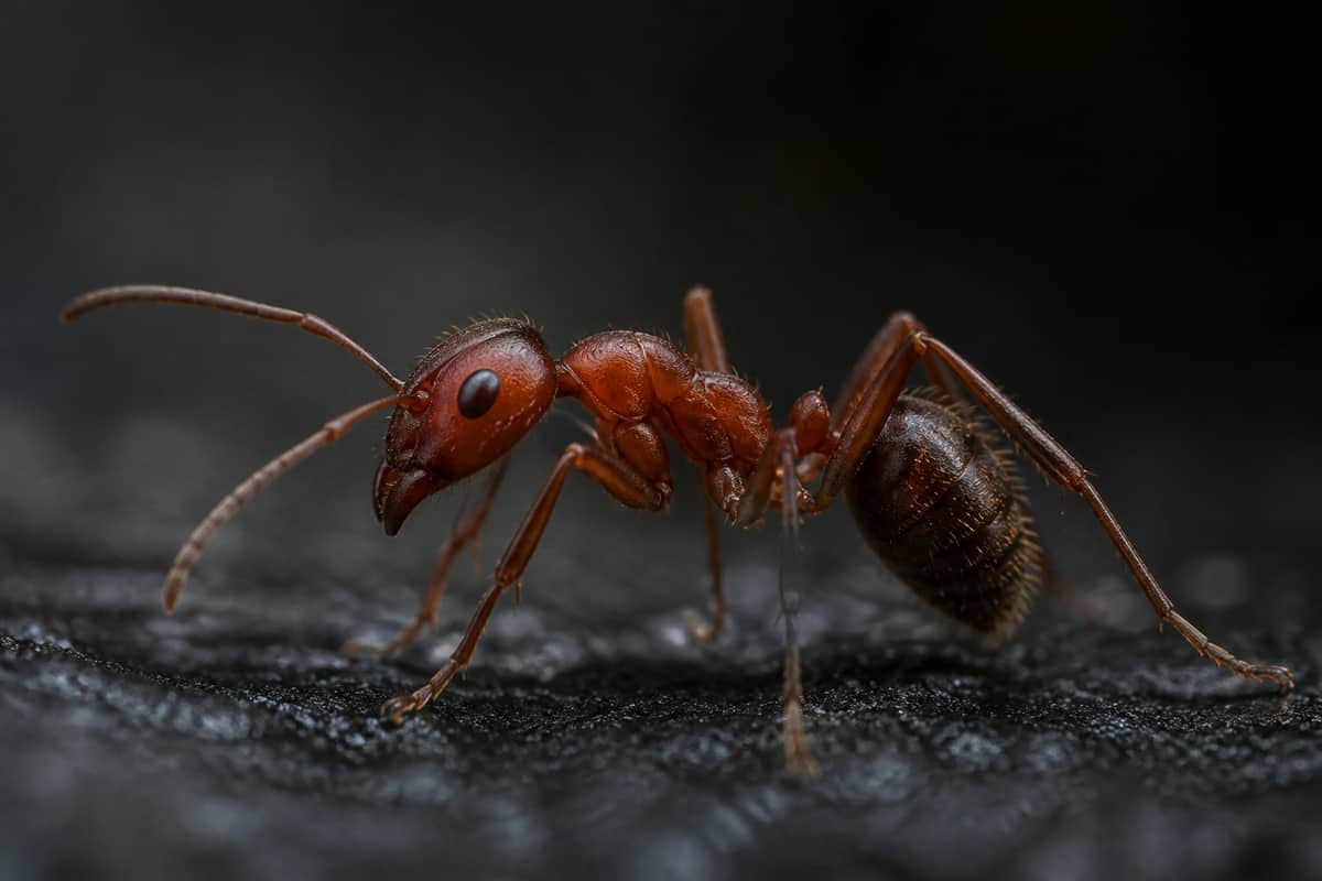 Ant Control in Vaughan