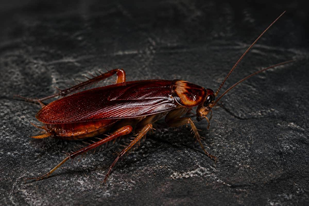 Cockroach Control in Vaughan