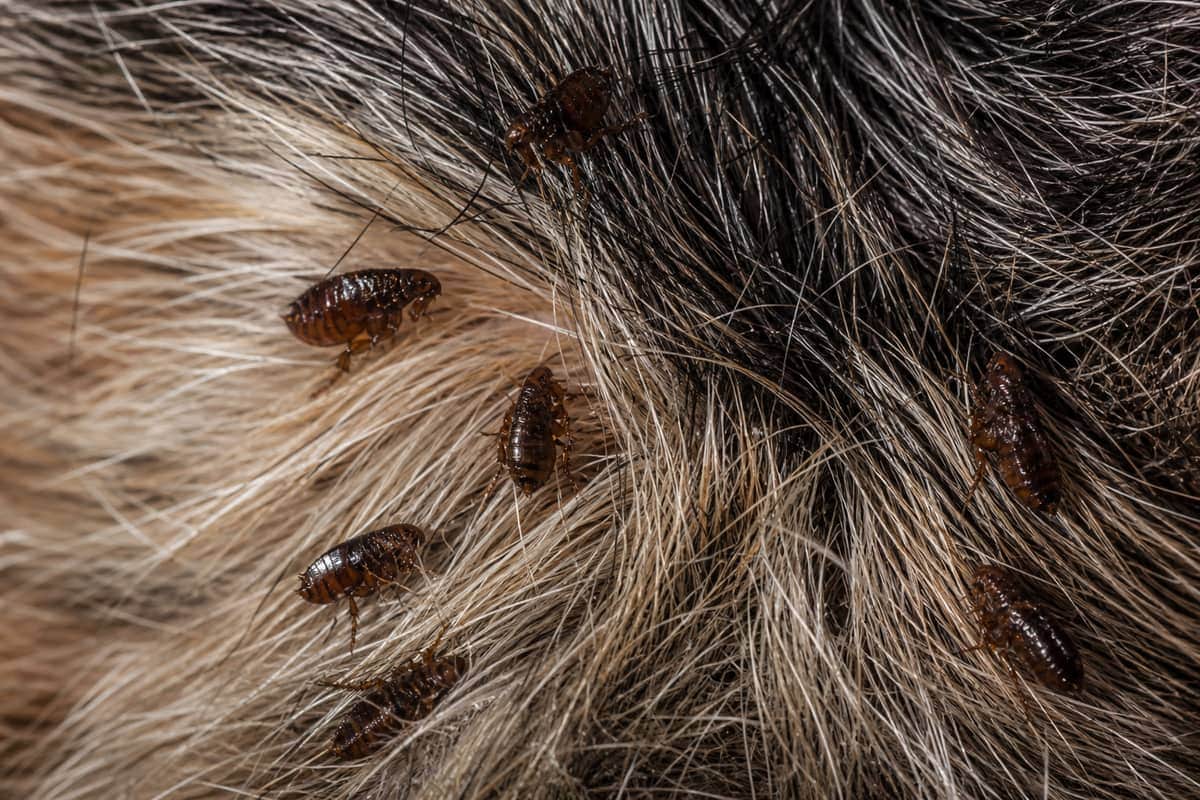 Flea Control in Vaughan