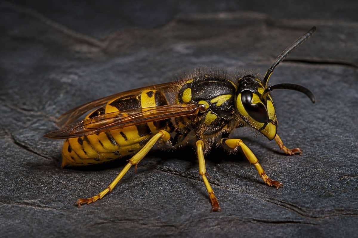Wasp & Hornet Control in Vaughan