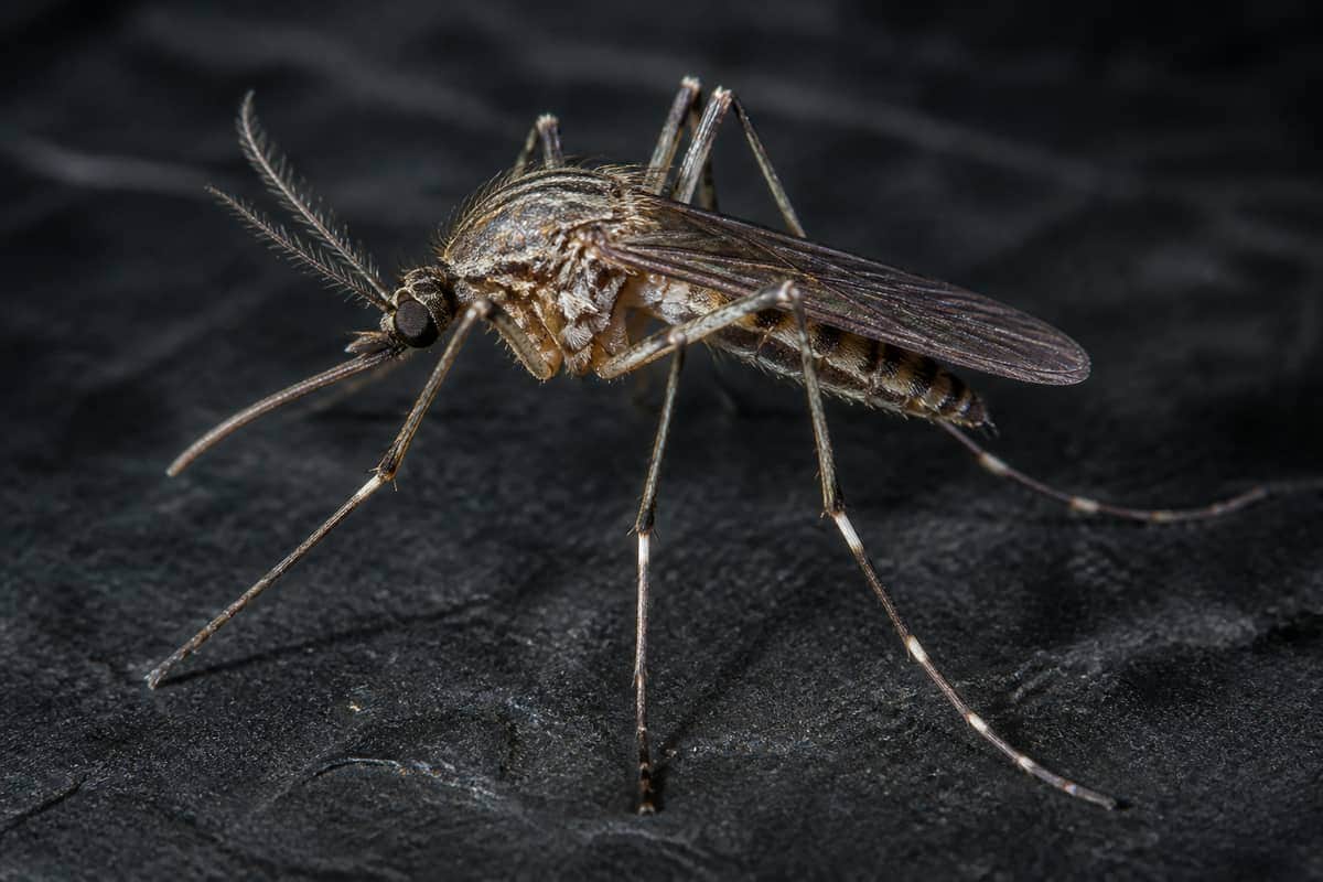 Mosquito Control in Vaughan