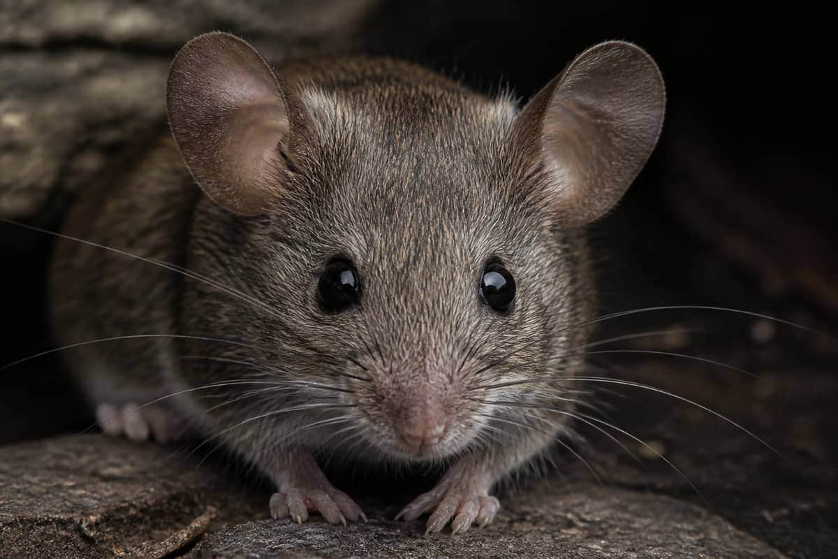 Rodent Control in Vaughan