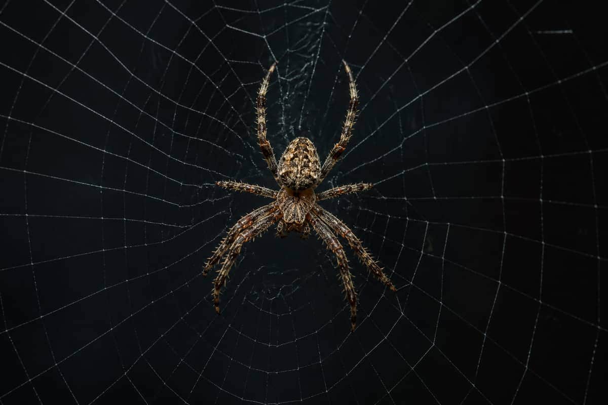 Spider Control in Vaughan