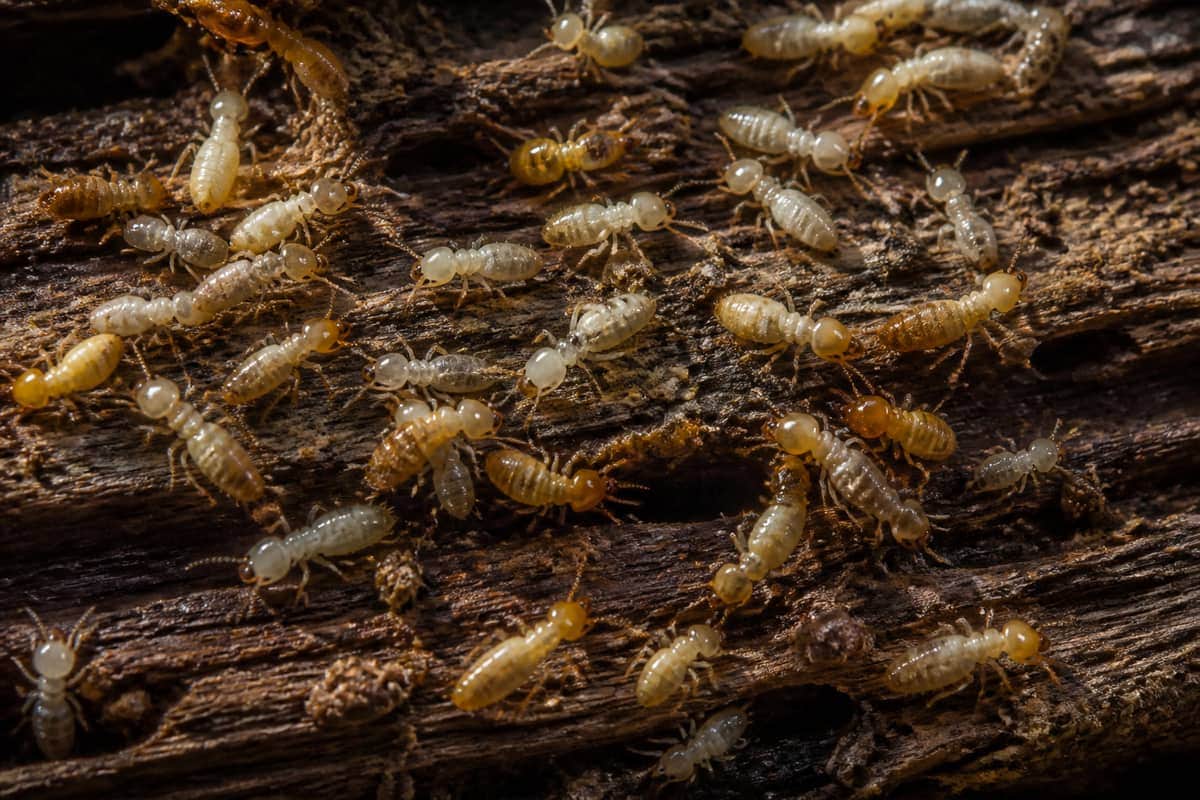 Termite Control in Vaughan
