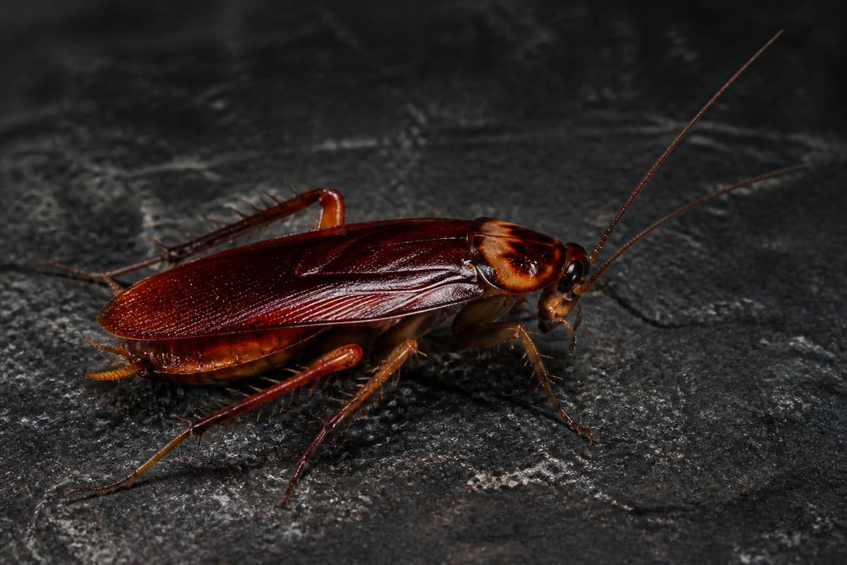 Cockroach Control in Vaughan