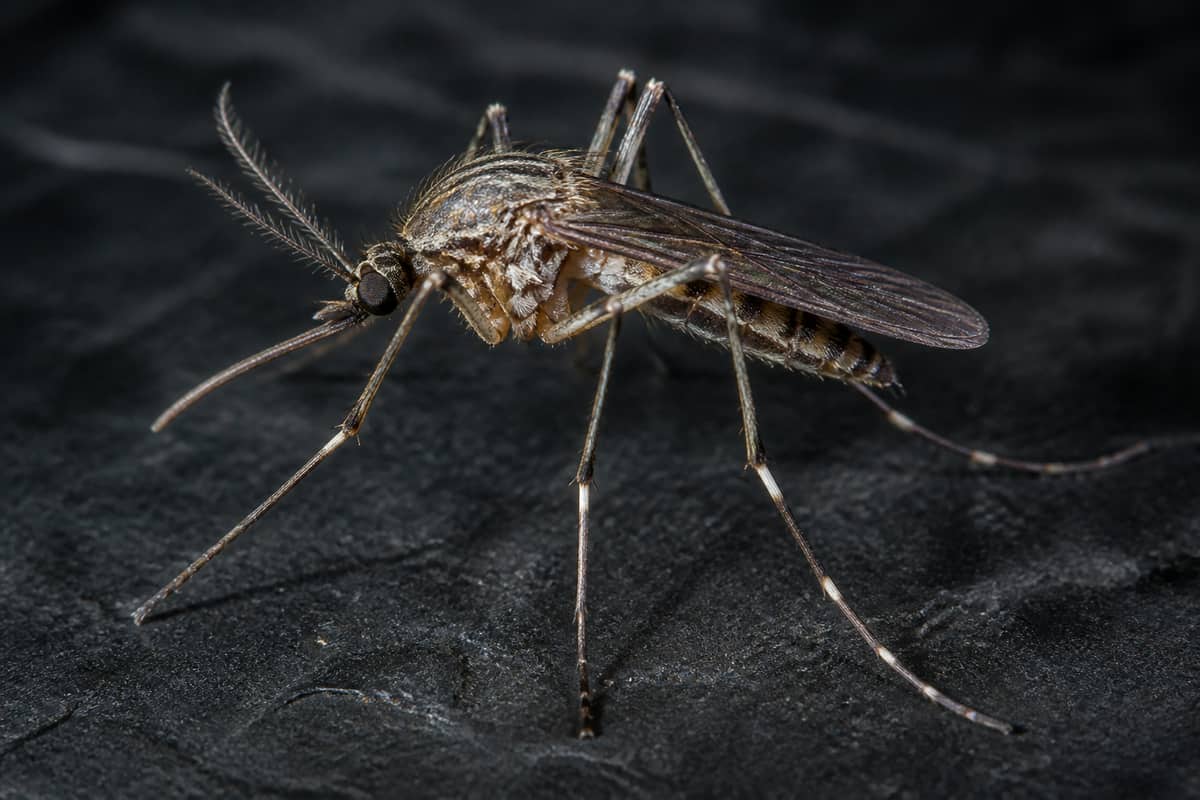 Mosquito Control in Vaughan