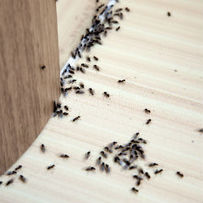 get rid off ant exterminator in toronto