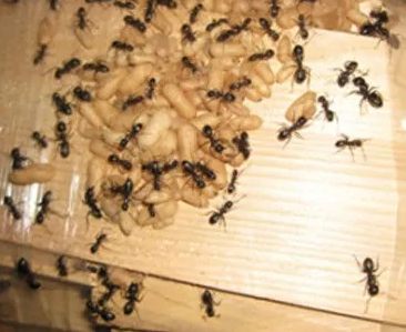 Ant Infestations in toronto