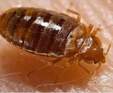 Bed Bugs extermination