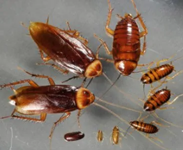 cockroaches