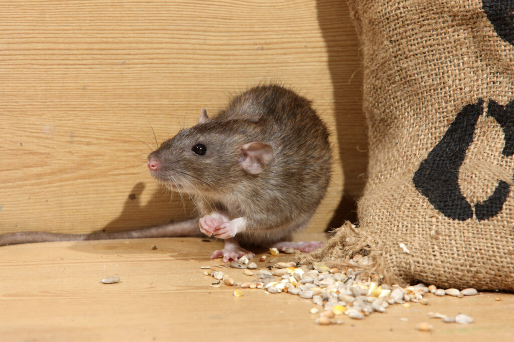 best rodent control service in toronto