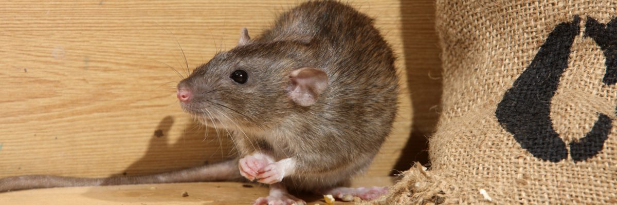 best rodent control service in toronto